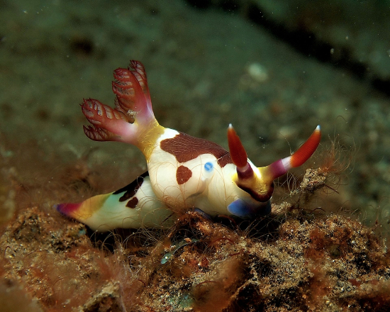  Nembrotha purpureolineolata (Sea Slug)